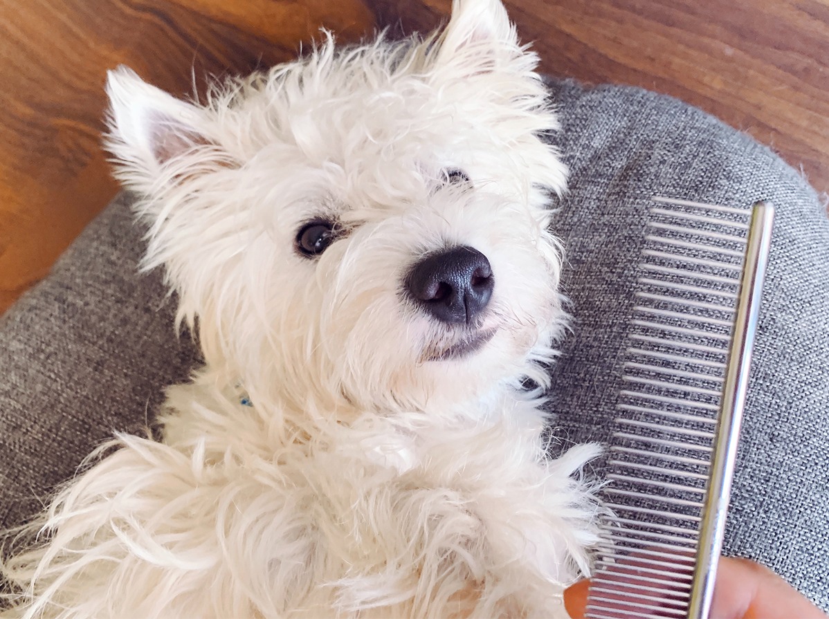 FURMINATO Pet Care Shop -FURMINATO Pet Care Shop 8