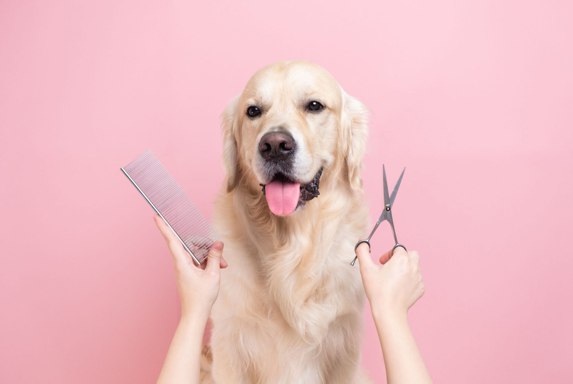 FURMINATO Pet Care Shop -FURMINATO Pet Care Shop iStock 1369759061 2000x1339 1